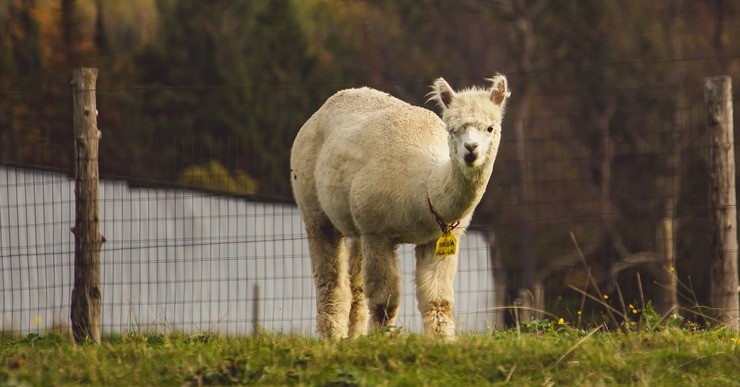 Alpaca the New Cashmere